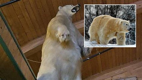 Kanada'da tuhaf soygun: Dondurulmuş kutup ayısı çalındı - Son Dakika Haberleri